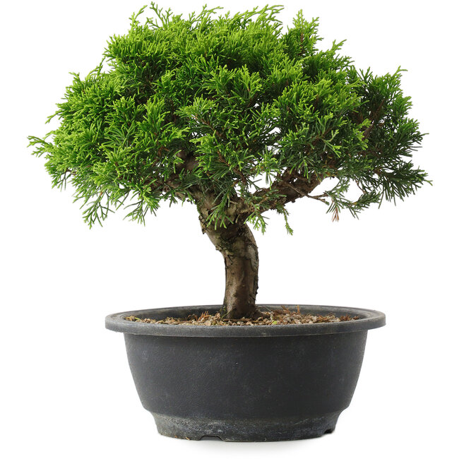Juniperus chinensis Itoigawa, 23 cm, ± 15 years old
