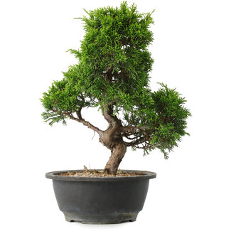 Juniperus chinensis Itoigawa, 30,5 cm, ± 15 anni