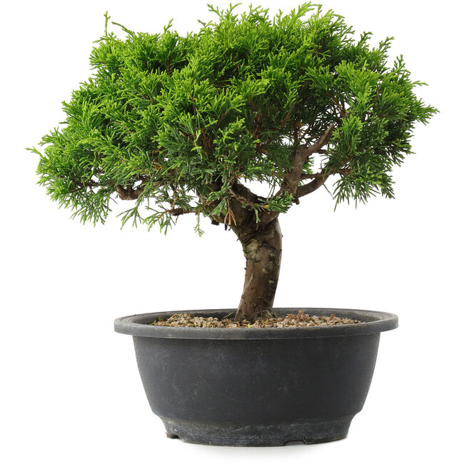 Juniperus chinensis Itoigawa, 23 cm, ± 15 Jahre alt