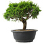 Juniperus chinensis Itoigawa, 23 cm, ± 15 anni