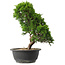 Juniperus chinensis Itoigawa, 30,5 cm, ± 15 jaar oud