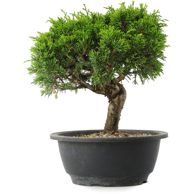 Juniperus chinensis Itoigawa, 23 cm, ± 15 anni