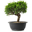Juniperus chinensis Itoigawa, 23 cm, ± 15 jaar oud