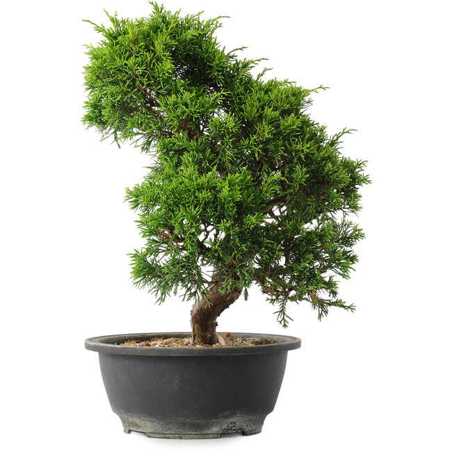 Juniperus chinensis Itoigawa, 30,5 cm, ± 15 anni
