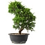 Juniperus chinensis Itoigawa, 30,5 cm, ± 15 jaar oud