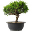 Juniperus chinensis Itoigawa, 23 cm, ± 15 jaar oud