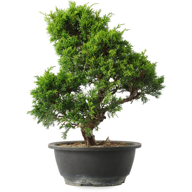 Juniperus chinensis Itoigawa, 30,5 cm, ± 15 ans