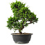 Juniperus chinensis Itoigawa, 30,5 cm, ± 15 jaar oud