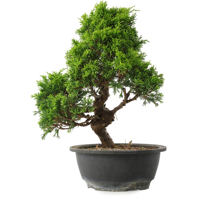 Juniperus chinensis Itoigawa, 30,5 cm, ± 15 ans