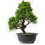 Juniperus chinensis Itoigawa, 30,5 cm, ± 15 jaar oud