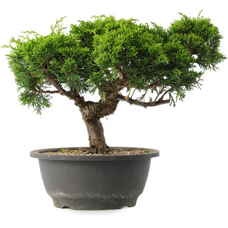 Juniperus chinensis Itoigawa, 22 cm, ± 15 anni