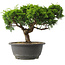 Juniperus chinensis Itoigawa, 22 cm, ± 15 ans