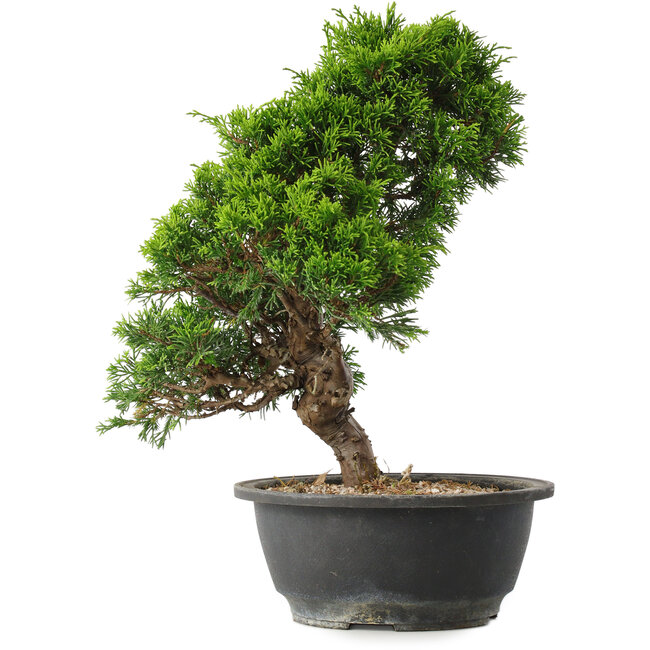Juniperus chinensis Itoigawa, 30,5 cm, ± 15 jaar oud