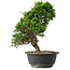 Juniperus chinensis Itoigawa, 30,5 cm, ± 15 jaar oud