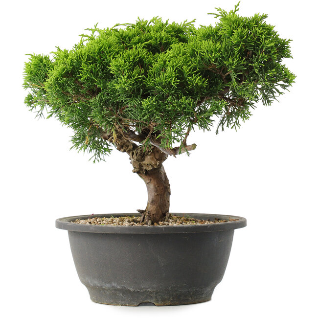 Juniperus chinensis Itoigawa, 22 cm, ± 15 ans
