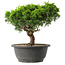 Juniperus chinensis Itoigawa, 22 cm, ± 15 jaar oud