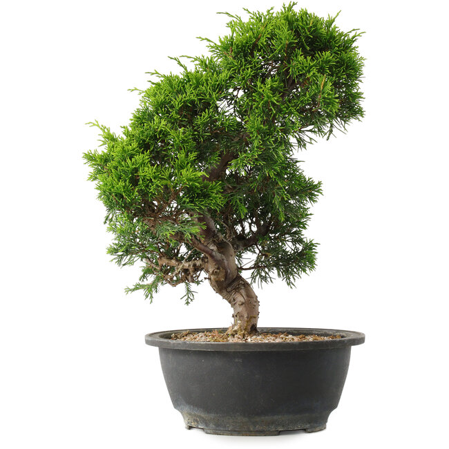 Juniperus chinensis Itoigawa, 30,5 cm, ± 15 jaar oud