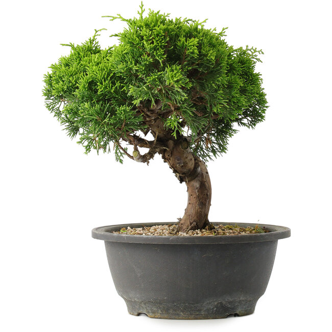 Juniperus chinensis Itoigawa, 22 cm, ± 15 jaar oud