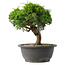 Juniperus chinensis Itoigawa, 22 cm, ± 15 anni