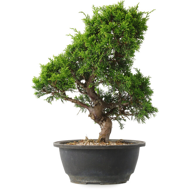 Juniperus chinensis Itoigawa, 30,5 cm, ± 15 anni