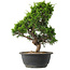 Juniperus chinensis Itoigawa, 30,5 cm, ± 15 anni