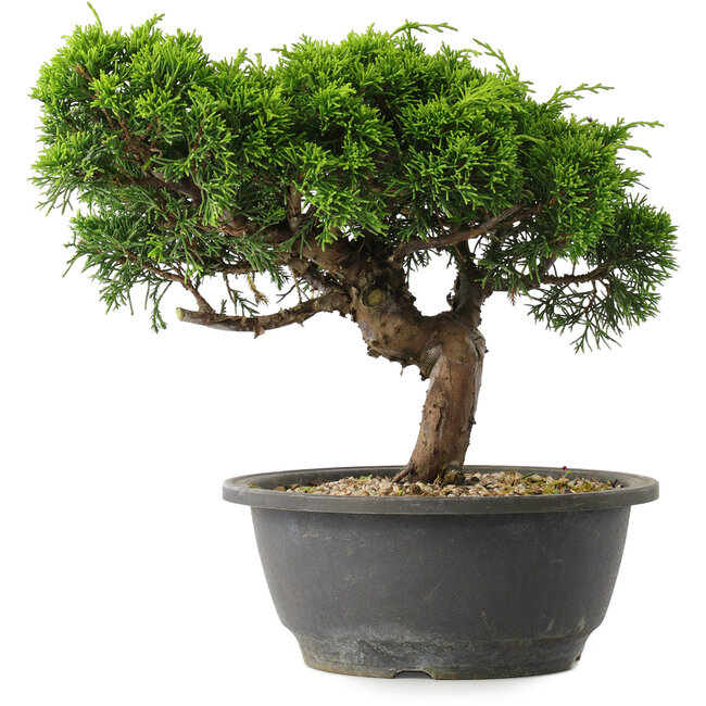 Juniperus chinensis Itoigawa, 22 cm, ± 15 anni