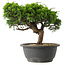 Juniperus chinensis Itoigawa, 22 cm, ± 15 jaar oud