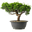 Juniperus chinensis Itoigawa, 22 cm, ± 15 jaar oud