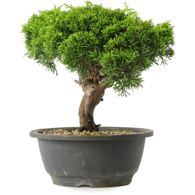 Juniperus chinensis Itoigawa, 22 cm, ± 15 ans