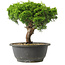 Juniperus chinensis Itoigawa, 22 cm, ± 15 jaar oud