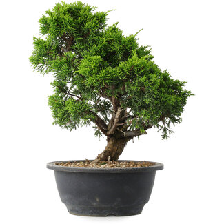 Juniperus chinensis Itoigawa, 29,5 cm, ± 15 anni