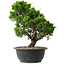 Juniperus chinensis Itoigawa, 29,5 cm, ± 15 jaar oud