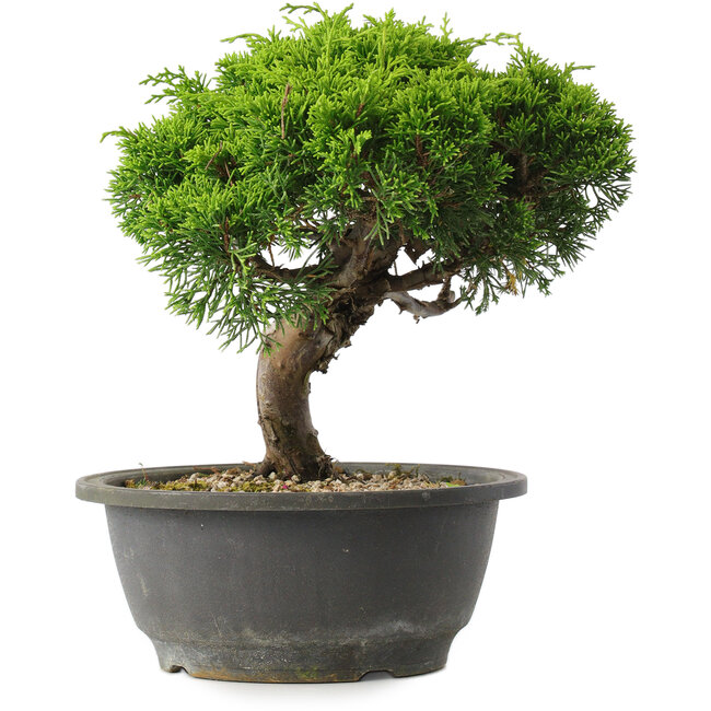 Juniperus chinensis Itoigawa, 22 cm, ± 15 anni
