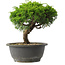 Juniperus chinensis Itoigawa, 22 cm, ± 15 jaar oud