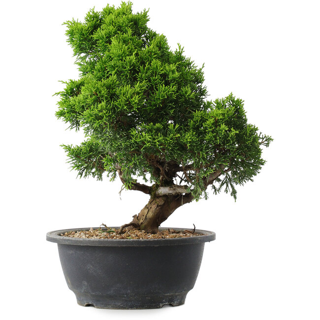 Juniperus chinensis Itoigawa, 29,5 cm, ± 15 años