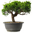 Juniperus chinensis Itoigawa, 22 cm, ± 15 jaar oud