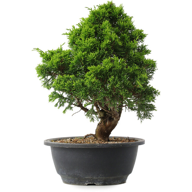 Juniperus chinensis Itoigawa, 29,5 cm, ± 15 Jahre alt