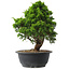 Juniperus chinensis Itoigawa, 29,5 cm, ± 15 anni