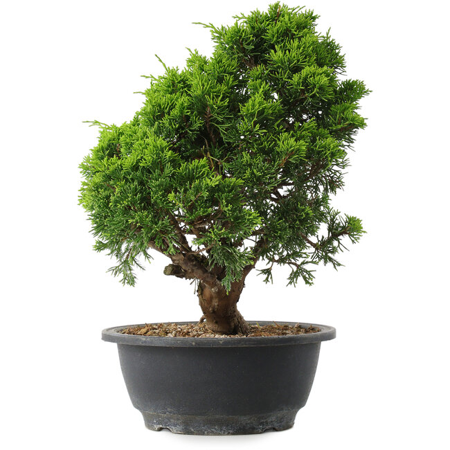 Juniperus chinensis Itoigawa, 29,5 cm, ± 15 años