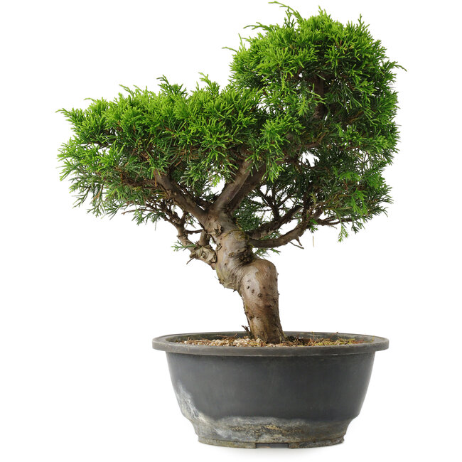 Juniperus chinensis Itoigawa, 28,5 cm, ± 15 jaar oud
