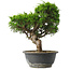 Juniperus chinensis Itoigawa, 28,5 cm, ± 15 jaar oud