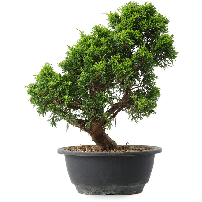 Juniperus chinensis Itoigawa, 29,5 cm, ± 15 Jahre alt