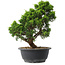 Juniperus chinensis Itoigawa, 29,5 cm, ± 15 jaar oud