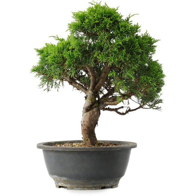 Juniperus chinensis Itoigawa, 28,5 cm, ± 15 years old