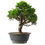 Juniperus chinensis Itoigawa, 28,5 cm, ± 15 jaar oud