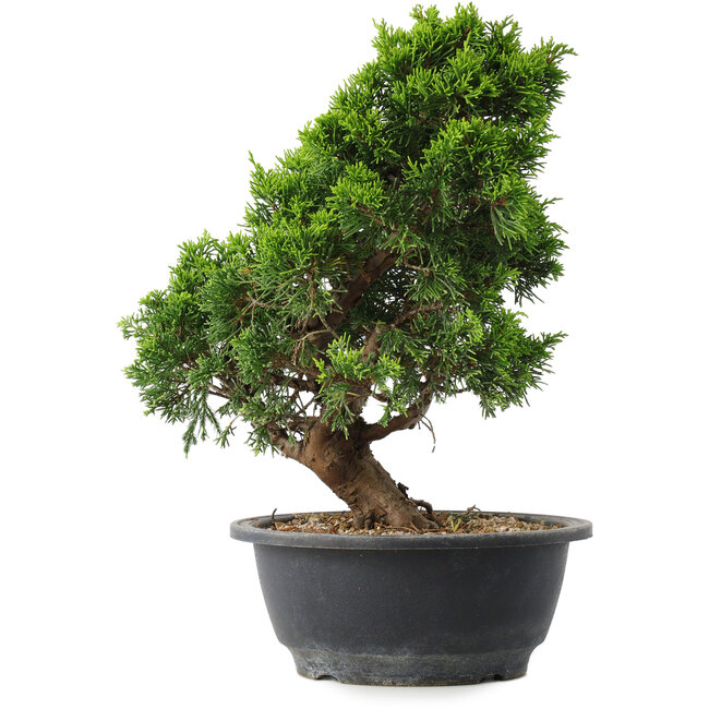Juniperus chinensis Itoigawa, 29,5 cm, ± 15 jaar oud