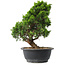 Juniperus chinensis Itoigawa, 29,5 cm, ± 15 jaar oud