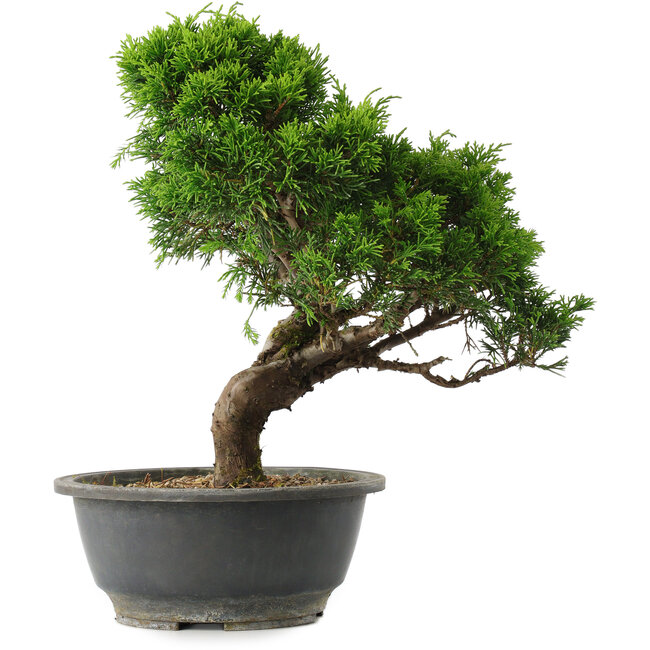 Juniperus chinensis Itoigawa, 28,5 cm, ± 15 Jahre alt