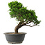 Juniperus chinensis Itoigawa, 28,5 cm, ± 15 jaar oud
