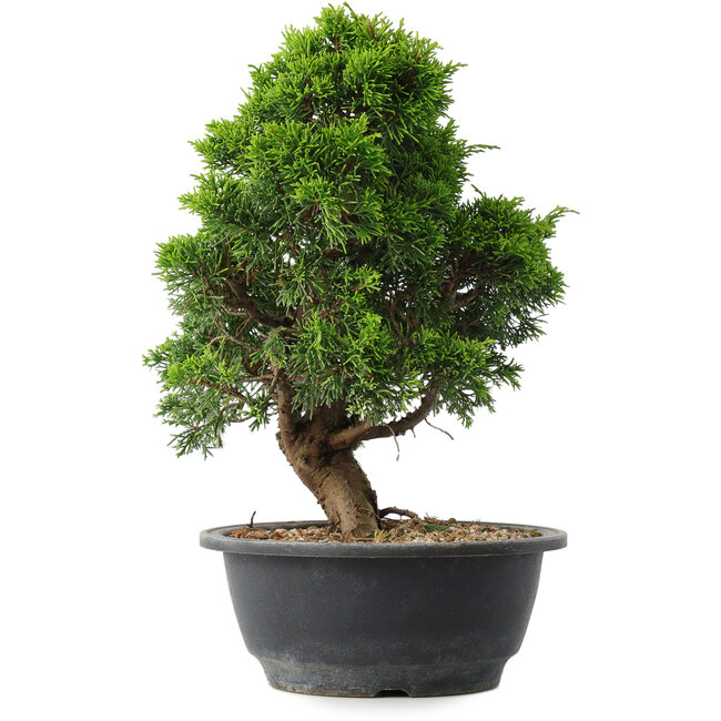 Juniperus chinensis Itoigawa, 29,5 cm, ± 15 jaar oud